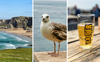 Dreigeteiltes Bild: links Meer, Strand und Felsen in Cornwall; Mitte Möwe stehend auf Stein; rechts gefülltes Pint auf einem Holztisch.
